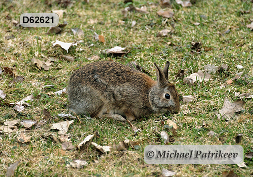 Eastern Cottontail (Sylvilagus floridanus)